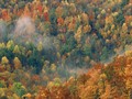 Colorful Autumn Forest, Great Smoky National Park, Tennessee