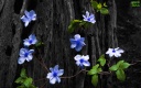 Blue-Flowers