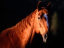 cheval-wallpaper-HD (13)