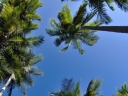 palmier au soleil