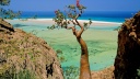 Bottle Tree, Qalansia Beach and Lagoon, Socotra Island, Yemen