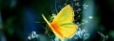 butterfly-abstract-hd-cover