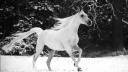 white horse running in snow-wallpaper-1920x1080