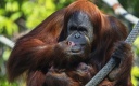 Orang outan avec son petit